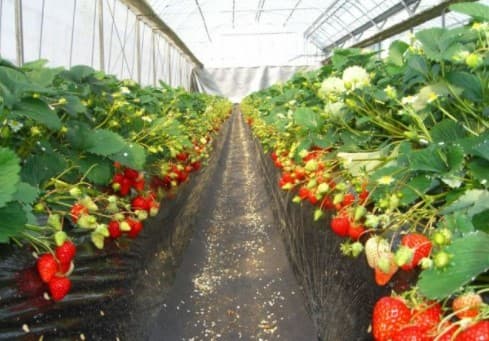 館山：盡享時令草莓好滿足！採草莓30分鐘