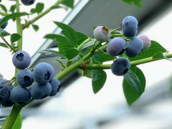 sagamico farm workshop space 參觀「體驗型農電共生藍莓果園」＆製作「藍莓烘焙點心」 - 神奈川相模原
