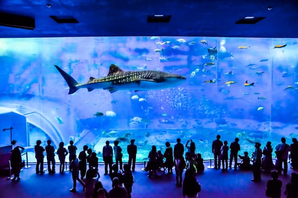 【16歲以上】沖繩美麗海水族館 門票 - 沖繩國頭