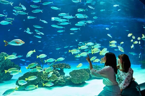 陽光水族館 入場券（A日程） - 池袋