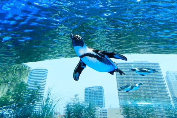 陽光水族館 入場券（B日程） - 池袋