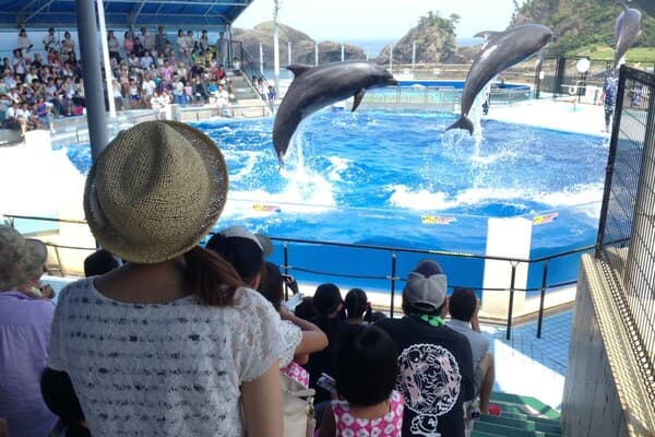 【16歲以上】「越前松島水族館」入場門票（享當日現場購票的九折價） - 福井