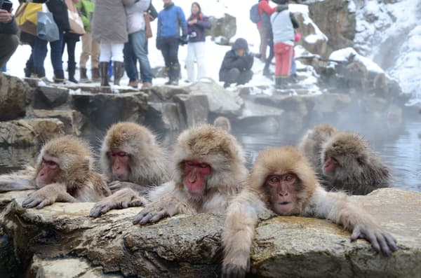 【從飯山站出發】地獄谷野猿公苑入園、澀溫泉街散步「信越美食之旅」 - 長野