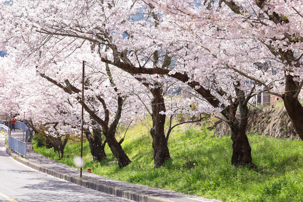 【4/2～4/7限定】賞櫻勝地「山中溪」的櫻花樹下豪華餐會 特別觀覽席方案（含接駁巴士） - 大阪