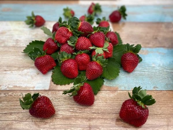 【1/15～4/5：平日限定】堅持土耕栽培/糖度超過20度！品嚐珍貴的黑草莓♢60分鐘草莓吃到飽♢