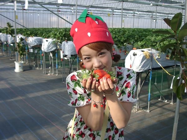 【2月】在私人區域採摘4種不需沾練乳就很甜的草莓