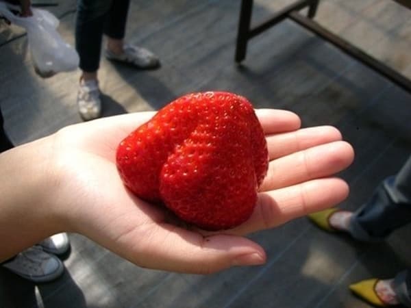 【5/11～5/20】在私人區域採摘4種不需沾練乳就很甜的草莓