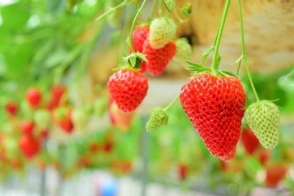 【1月：平日】享受採草莓30分鐘吃到飽！