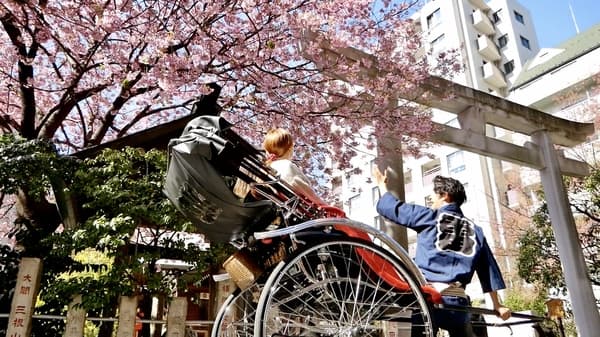 【30分鐘】搭乘人力車悠遊賞櫻！徜徉在鎌倉的歷史與自然之中～細品鎌倉風情之旅