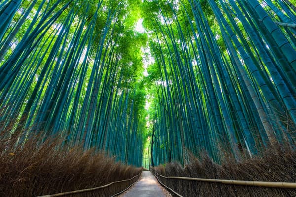 京都嵐山深度漫步之旅　探索京都，漫步嵐山