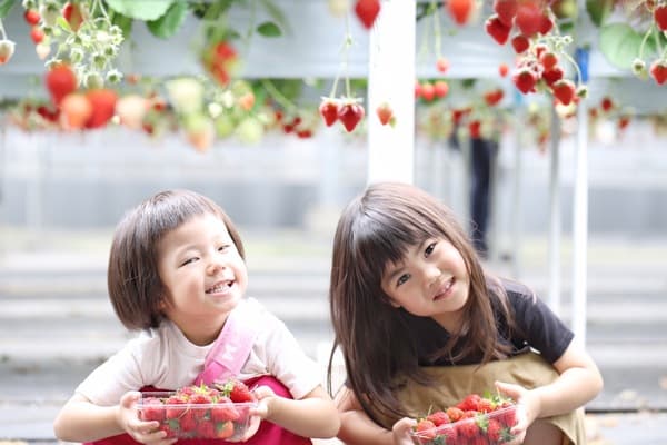 【4月】30分鐘草莓吃到飽☆盡享雪國孕育的甘甜越後姬（新潟縣產的草莓品種）♪