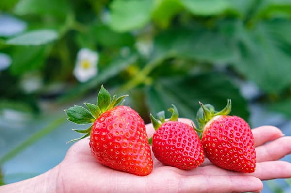 品嘗甘甜新鮮的草莓♪享受沖繩7種草莓吃到飽活動【40分鐘】