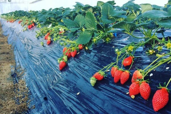 夢幻高級草莓30分鐘盡量採&吃到飽！好吃又好玩的採草莓體驗