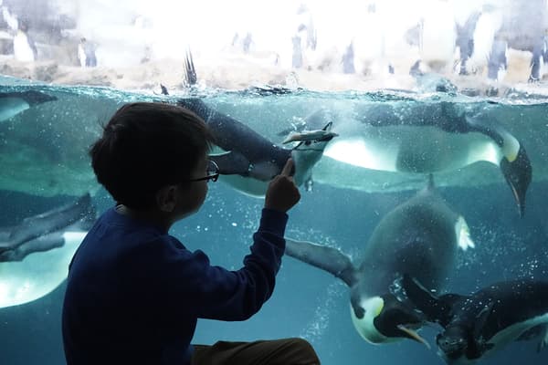 與生活在白濱的企鵝見面吧！
