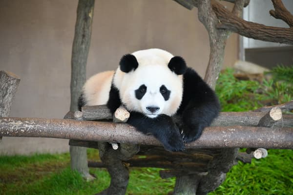 與幸福熊貓家族見面吧！