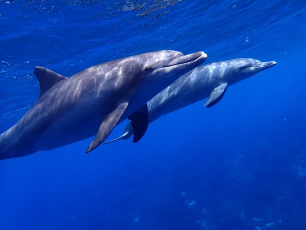 南島原賞海豚 乘船出海邂逅野生海豚 - 長崎南島原