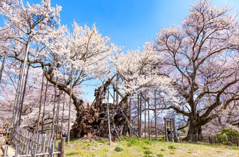 日本最古老的山高神代櫻