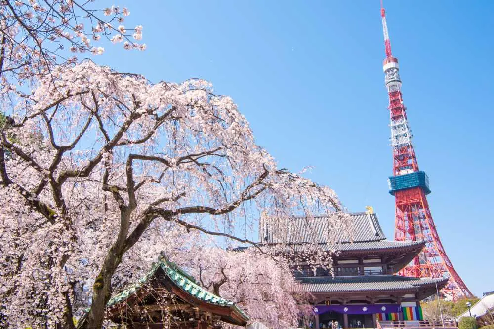 東京賞櫻