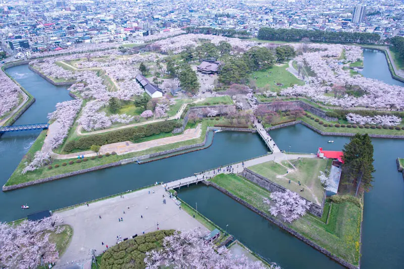 五稜郭公園櫻花