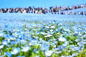 茨城縣國營常陸海濱公園藍色粉蝶花海與人潮