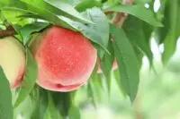 桃子白鳳